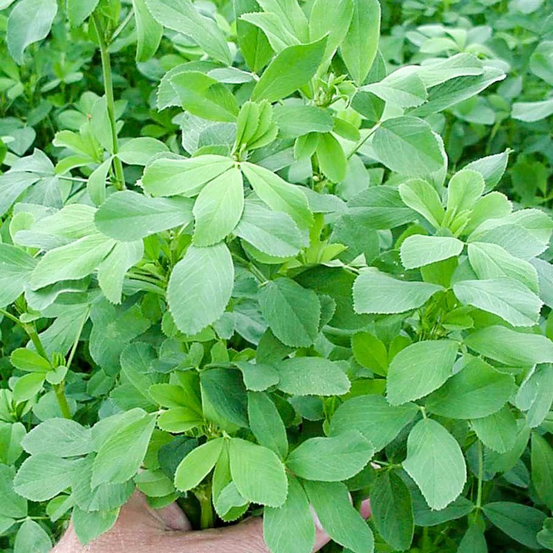 Adventus Lignin 360: Revolutionizing the Future of Sustainable Biomaterials