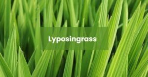 Lyposingrass: A Mysterious Term in Modern Context