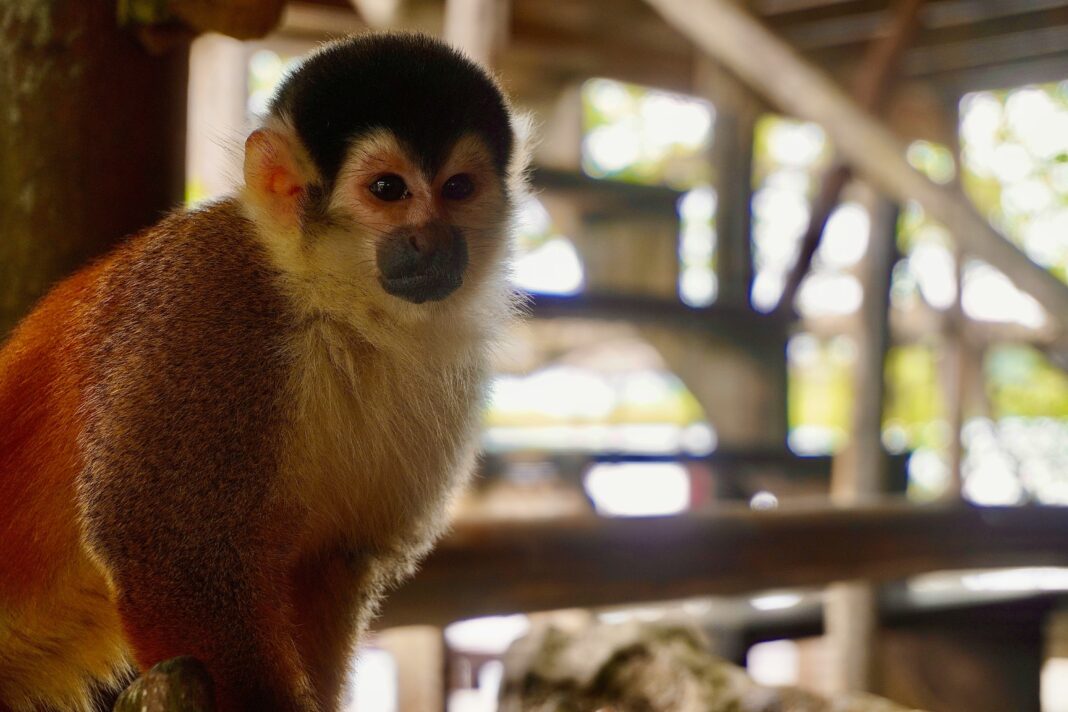 monkey island panama