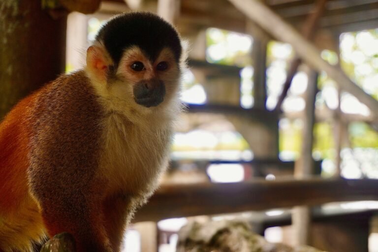 Monkey island panama