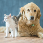 Pet-Friendly Minimalist Living