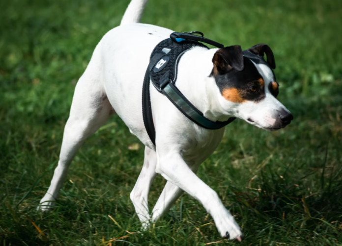 Why Every Active Dog Owner Needs a Harness with 3 D-Rings