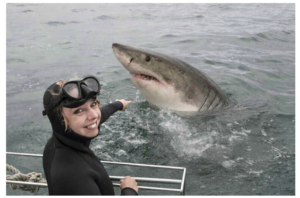 Why Shark Diving in Cape Town Belongs on Your Bucket List