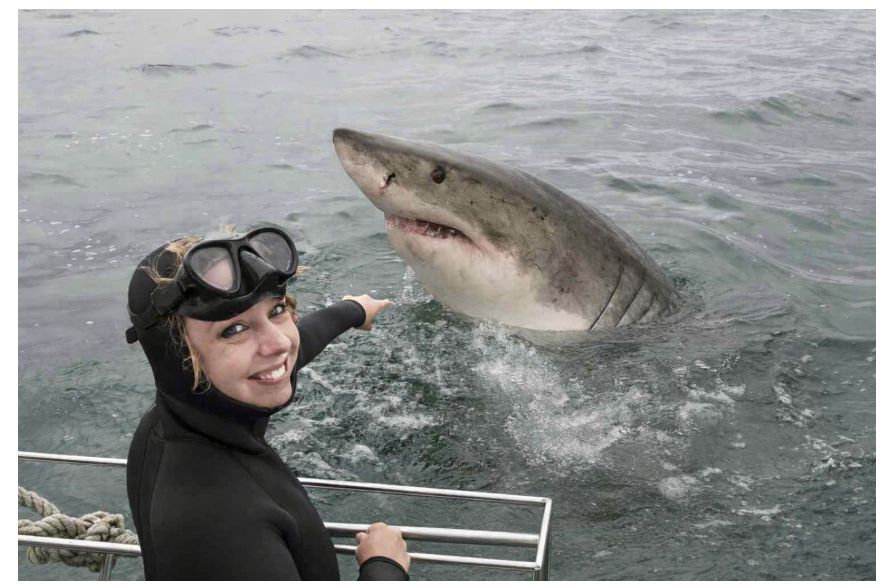 Why Shark Diving in Cape Town Belongs on Your Bucket List