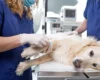 How Vets Support Pets Recovering From Surgery Or Illness