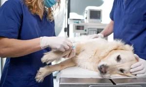 How Vets Support Pets Recovering From Surgery Or Illness