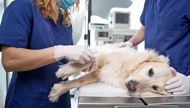 How Vets Support Pets Recovering From Surgery Or Illness